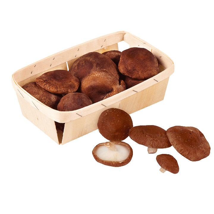 BioShiitake Pilze
